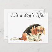 Het is het leven van een hond grappig Cute Beagle  Briefkaart (Voorkant / Achterkant)