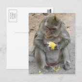 Het is Mine! .. Wild Thai Macaque Monkey Briefkaart (Voorkant / Achterkant)