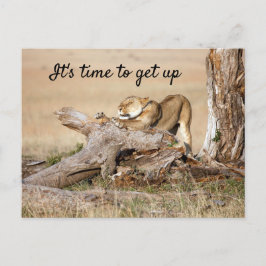 Het is tijd om op de foto van Lion te staan met te Briefkaart