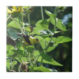 Het is weer gewoon onze paparazzi. Goldfinch Tegeltje