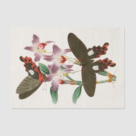 Het kabinet van Oriental Entomology Pl III Tissuepapier (Voorkant)