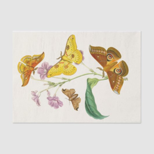 Het kabinet van Oriental Entomology Pl XIII Tissuepapier (Voorkant)