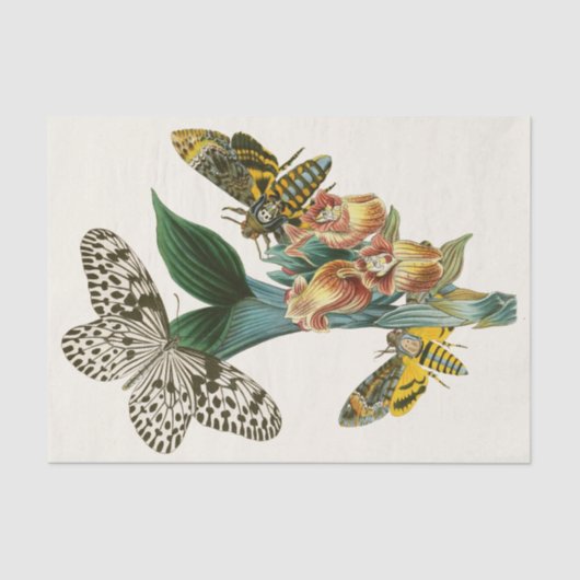 Het kabinet van Oriental Entomology Pl XLI Tissuepapier (Voorkant)