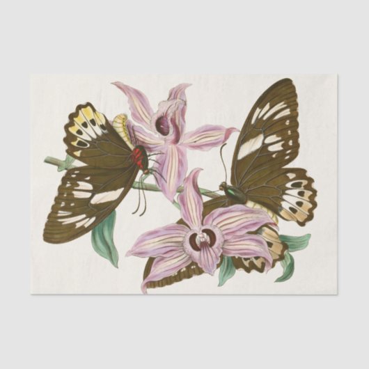 Het kabinet van Oriental Entomology Pl XV Tissuepapier (Voorkant)