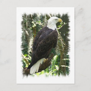 Het kale Briefkaart van de Foto van Eagle
