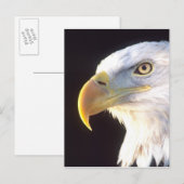 Het kale Portret van Eagle, leucocephalus Briefkaart (Voorkant / Achterkant)