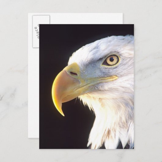 Het kale Portret van Eagle, leucocephalus Briefkaart (Voorkant / Achterkant)