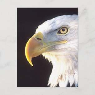 Het kale Portret van Eagle, leucocephalus Briefkaart