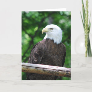 Het kale Wenskaart van de Vogel van Eagle Kaart