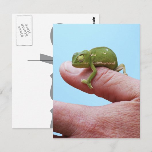 Het kameleonperspectief van het baby briefkaart (Voorkant / Achterkant)
