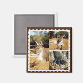Het Kangaroo Afbeelding Collage, Magnet (Voorkant / Achterkant)