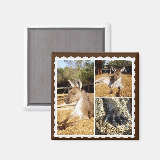 Het Kangaroo Afbeelding Collage, Magnet (Voorkant / Achterkant)