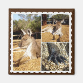 Het Kangaroo Afbeelding Collage, Magnet (Voorkant)