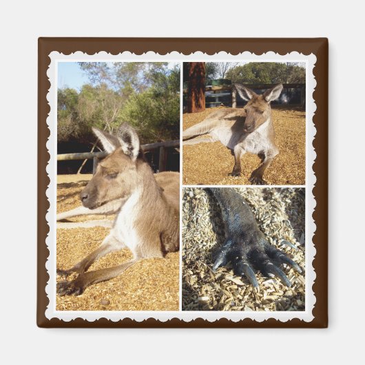 Het Kangaroo Afbeelding Collage, Magnet (Voorkant)