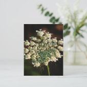 Het Kant van koningin Ann Briefkaart (Staand voorkant)