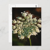 Het Kant van koningin Ann Briefkaart (Voorkant / Achterkant)