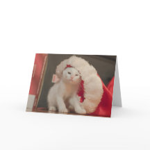 Het Kat van de kerstman