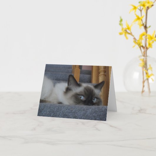 Het Kat van Ragdoll Kaart (Gele Bloem)