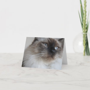 Het Kat van Ragdoll Kaart