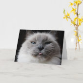Het kat van Ragdoll plakt uit tong Kaart (Gele Bloem)