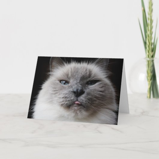 Het kat van Ragdoll plakt uit tong Kaart (Voorkant)