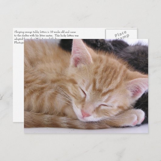 Het Katje van de slaap Briefkaart (Voorkant / Achterkant)