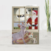 Het Katje van Sphynx gelooft in de Kaarten van de (Voorkant)