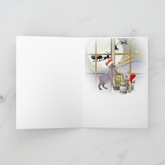 Het Katje van Sphynx gelooft in de Kaarten van de (Binnen)