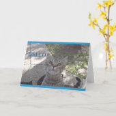 Het katkaart van misser You Kaart (Gele Bloem)