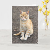 Het katwenskaart van de zitting kaart (Gele Bloem)