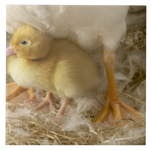 Het kauwen tussen de benen van de moeder tegeltje (Voorkant)