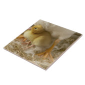 Het kauwen tussen de benen van de moeder tegeltje (Zijkant)