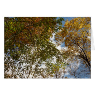 Het kijken omhoog kijkend op de Natuur van de Verl