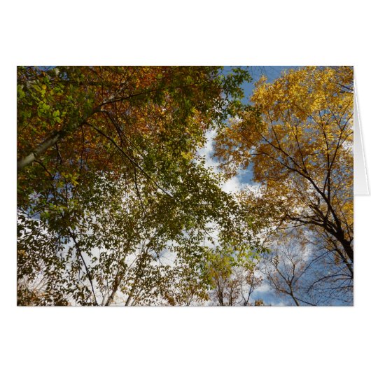 Het kijken omhoog kijkend op de Natuur van de Verl (Voorkant Horizontaal)