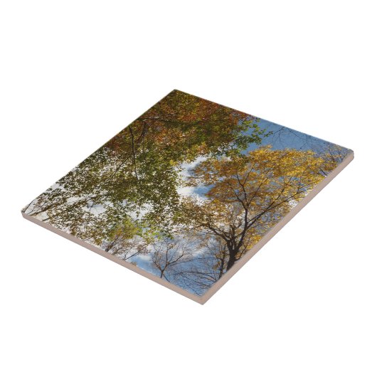 Het kijken omhoog kijkend op de Natuur van de Verl Tegeltje (Zijkant)