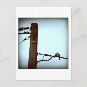 HET KISS-Briefkaart Briefkaart