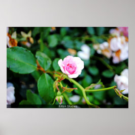 Het kleine Roos Poster