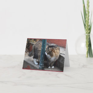 Het knappe Wenskaart van de Gestreepte kat Kaart