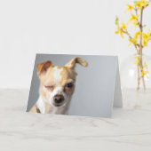 Het knipogen Wenskaart Chihuahua Kaart (Gele Bloem)
