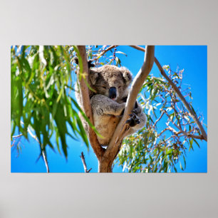 Het Koala-Beer Poster