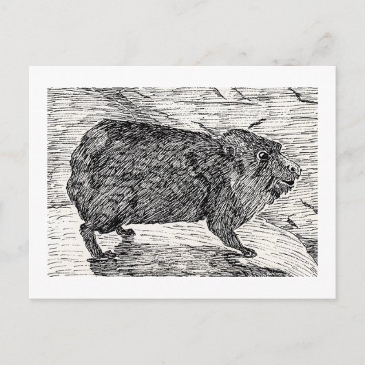 Het konijn, of Syrian Rock Hyrax Briefkaart (Voorkant)