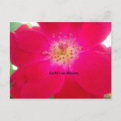 Het kosmische Roos: het misleidingsontwerp van de Briefkaart (Voorkant)