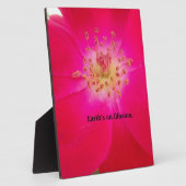 Het kosmische Roos: het misleidingsontwerp van de  Fotoplaat (Zijkant)