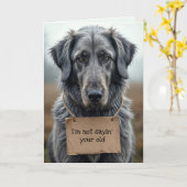 Het krijgen van oude grijze hond met karton teken kaart (Gele Bloem)
