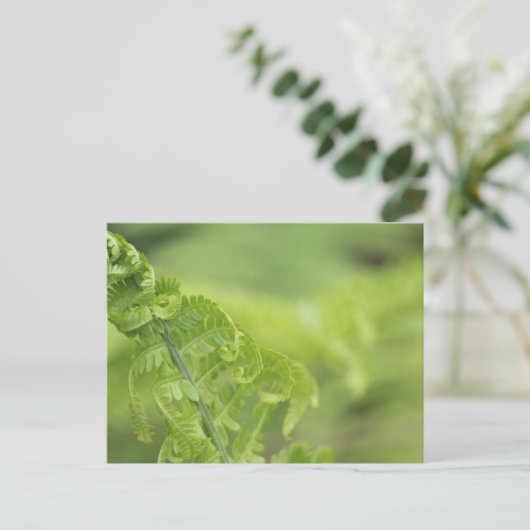 Het krullen van de Bladeren van Fern, Greenery, Bl Briefkaart (Staand voorkant)