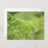 Het krullen van de Bladeren van Fern, Greenery, Bl Briefkaart (Voorkant / Achterkant)