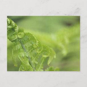 Het krullen van de Bladeren van Fern, Greenery, Bl Briefkaart
