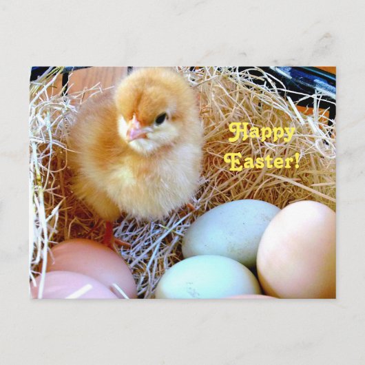 Het Kuiken van Pasen in het Briefkaart van de Mand (Voorkant)