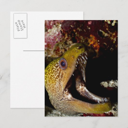 Het kwetsen en intimideren van de mond van een gee briefkaart (Voorkant / Achterkant)