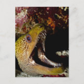 Het kwetsen en intimideren van de mond van een gee briefkaart (Voorkant)